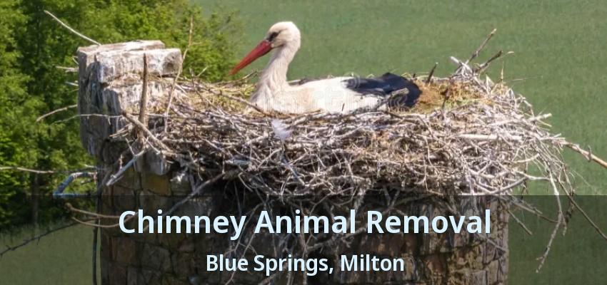 Chimney Animal Removal Blue Springs, Milton - ON