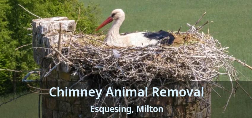 Chimney Animal Removal Esquesing, Milton - ON