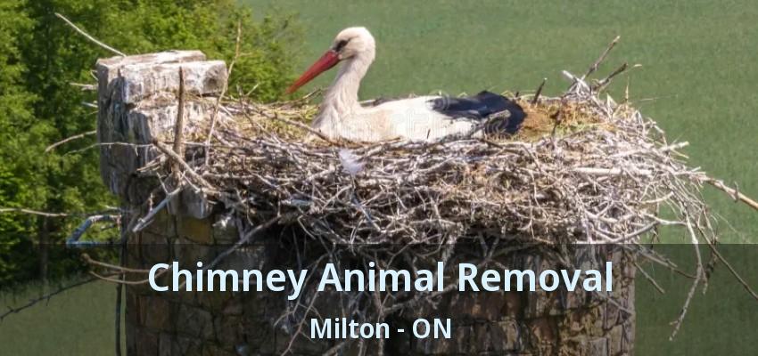 Chimney Animal Removal Milton - ON