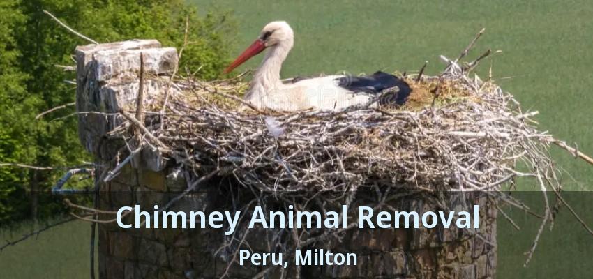 Chimney Animal Removal Peru, Milton - ON
