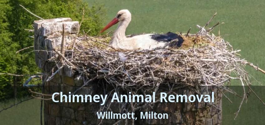 Chimney Animal Removal Willmott, Milton - ON