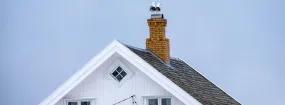 Chimney Nest Removal Blue Springs, Milton